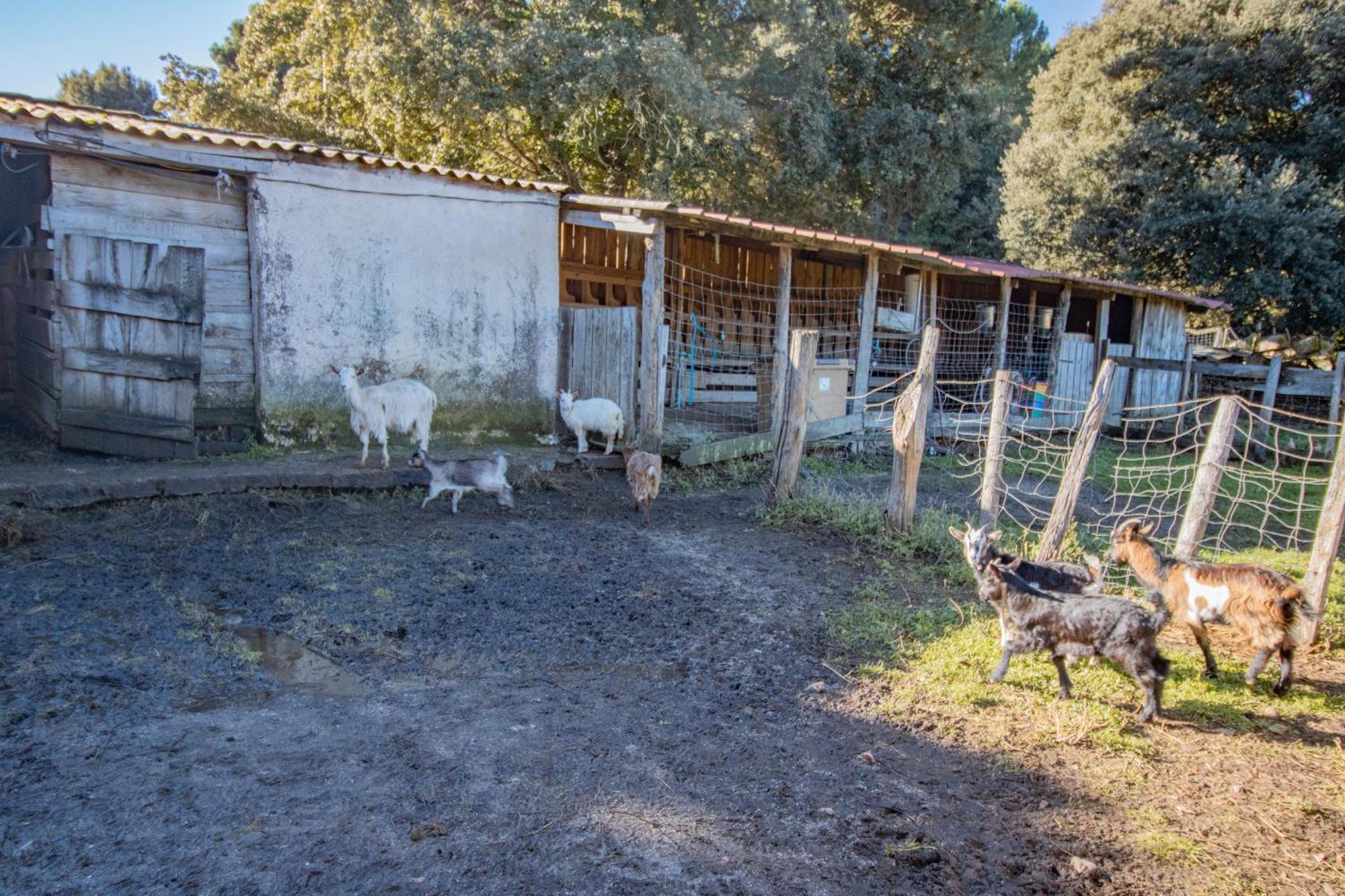 Ferme I Frassedi Villa Levie Exterior foto